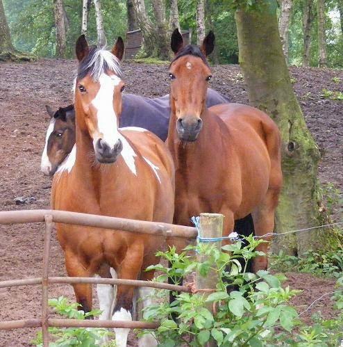 Woodside Riding School
