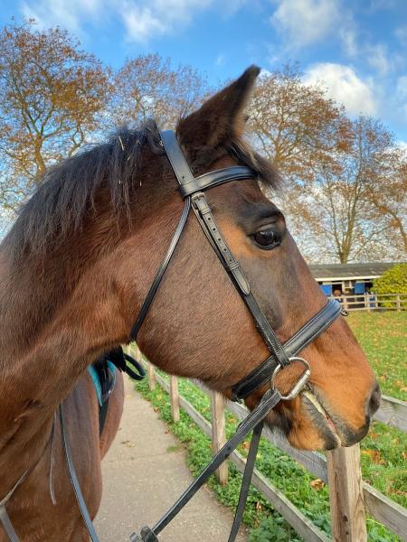 Aldborough Hall Equestrian Centre