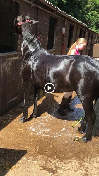 Stag Lodge Stables