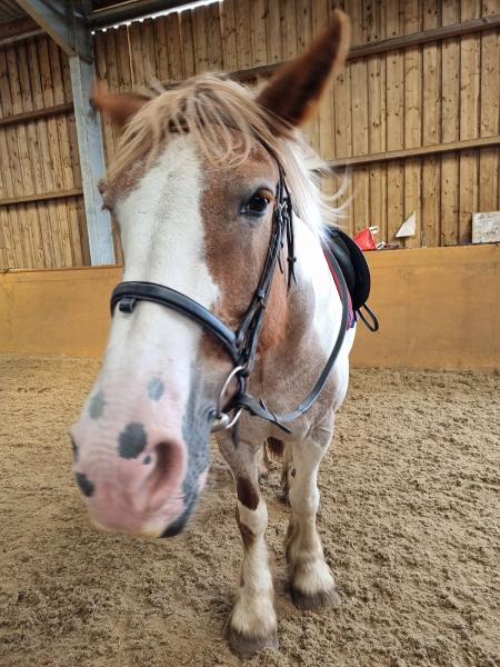 Moor Farm Stables