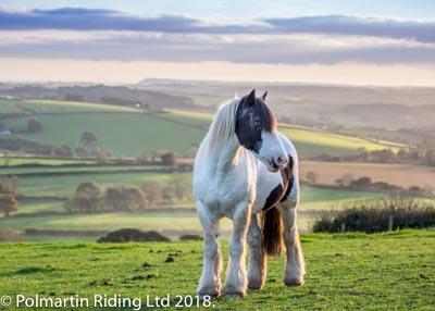 Polmartin Riding Ltd