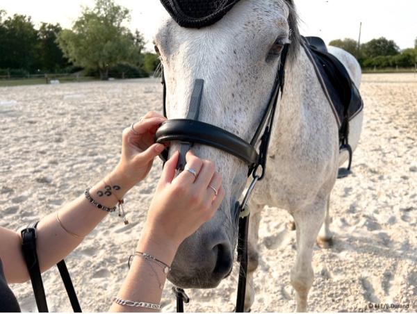 Equine Headstart