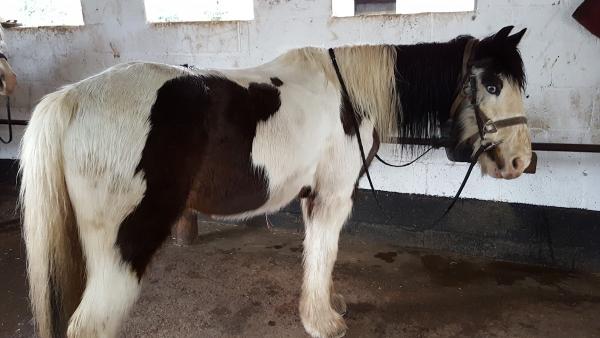 Mayfair Farm Riding Stables