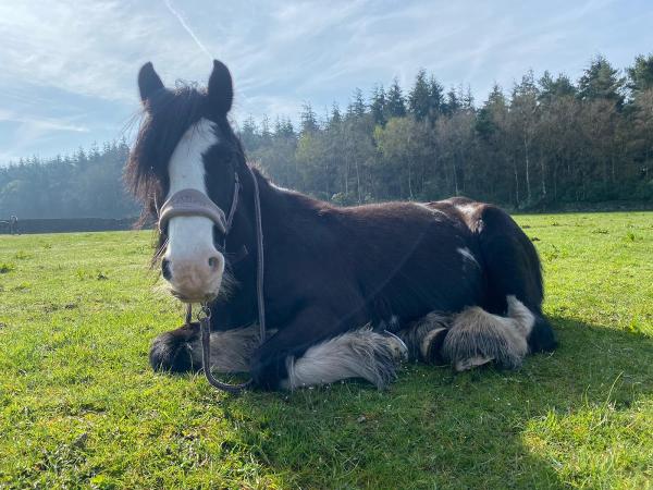 Matlock Farm Park Riding School