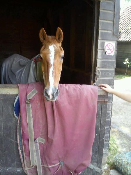 The Hadham Mill Equestrian Centre