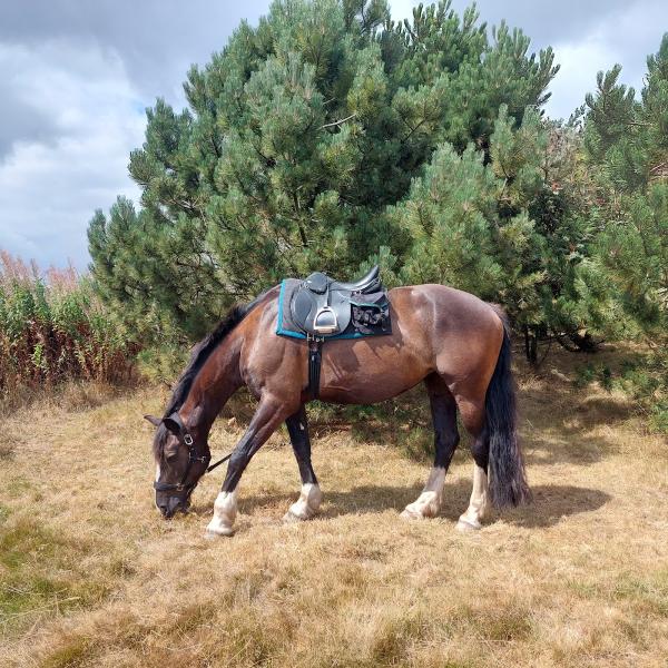 Freerein Riding Holidays