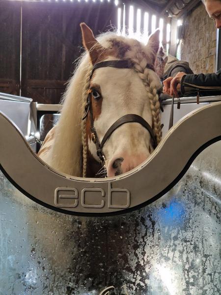 Seven Mile Equine Fitness & Rehabilitation Centre