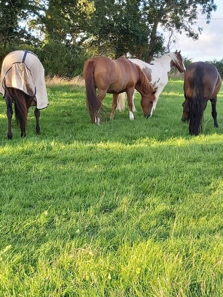 Handford Stables and Livery