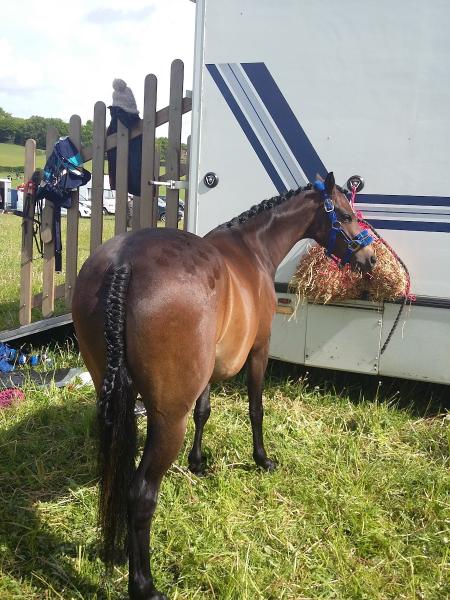 Gorse Farm Equestrian Centre