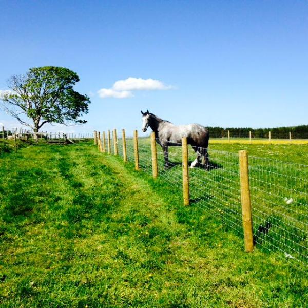 Redesdale Equestrian