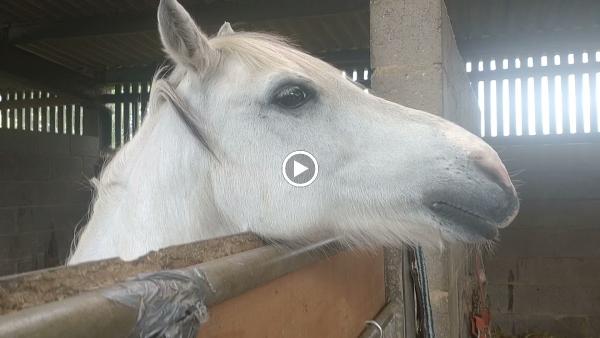 Littlefield Manor Horse Riding School. Licence Number Awrl049