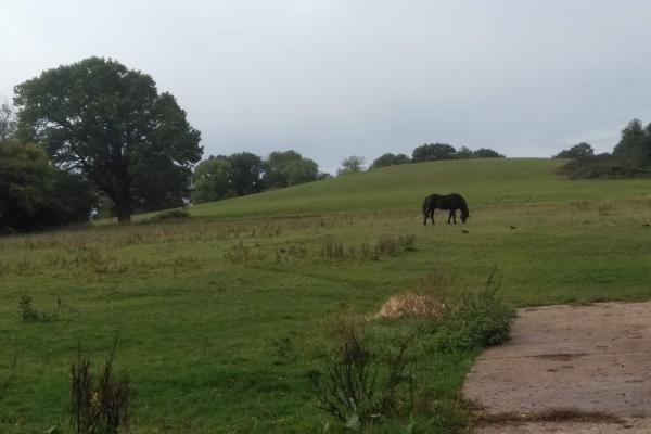 Littlefield Manor Horse Riding School. Licence Number Awrl049