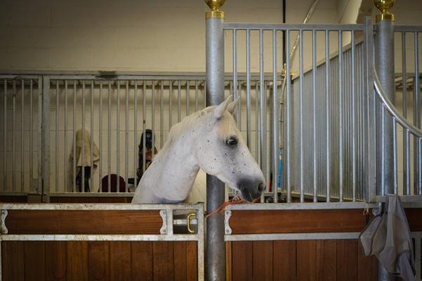 Bethan May Equestrian at Upper Farm