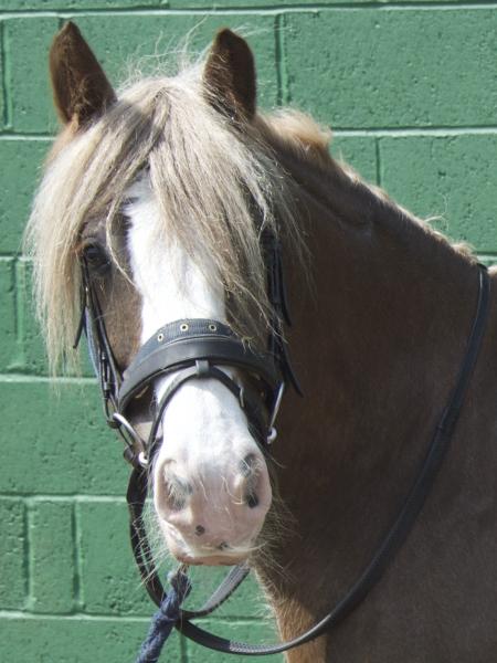 Eden Meadows Riding Centre