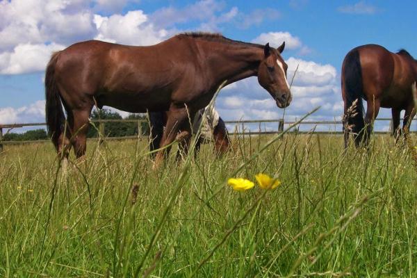 Cedar Farm Stables