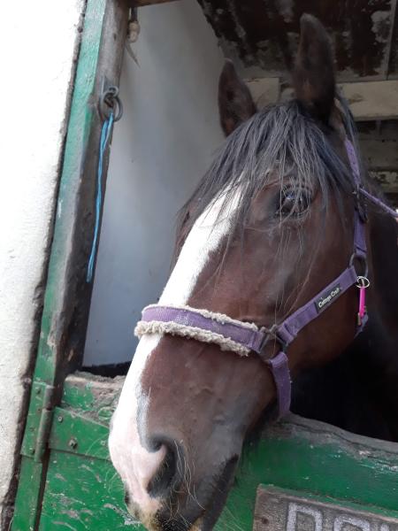 Tarbock Green Riding School