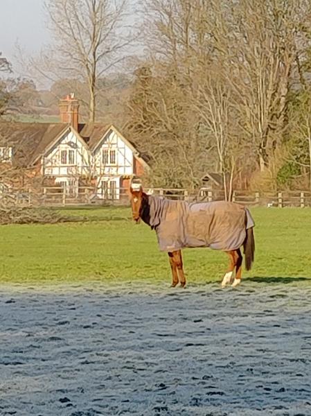 Trinity Park Stud