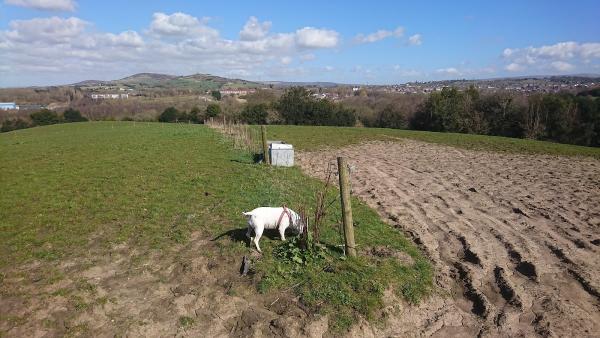 Godley Stud Farm Ltd