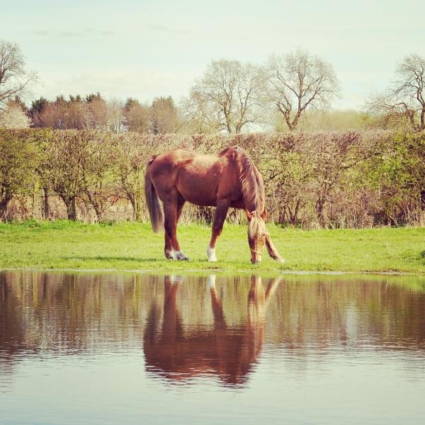 Yorkshire Riding Centre Ltd