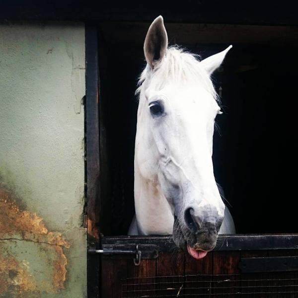 Yorkshire Riding Centre Ltd