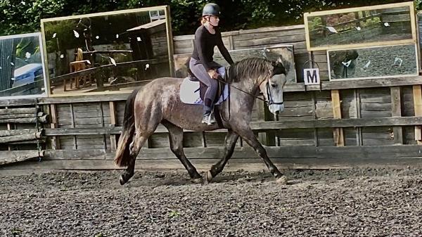 Riding School With Sarah Williams