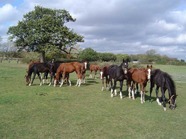 Gamblethorpe Hanoverians