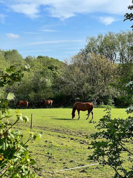 Whitford Horses