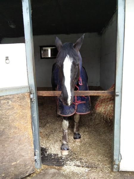 Appletree Stables