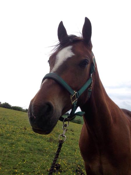 Cobbles Farm Equestrian Centre