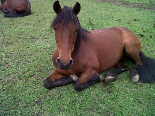 Cobbles Farm Equestrian Centre