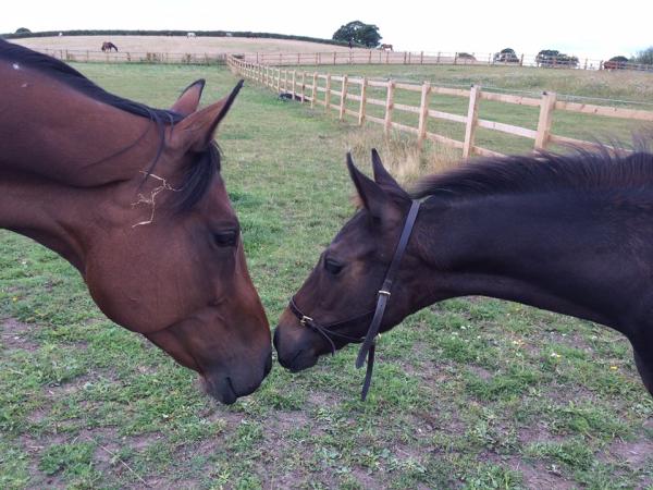 Buckleap Stables