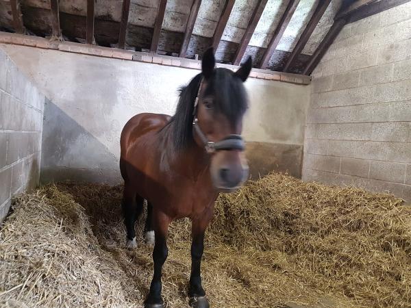 Buckleap Stables