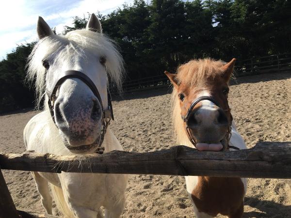 Dulwich Riding School