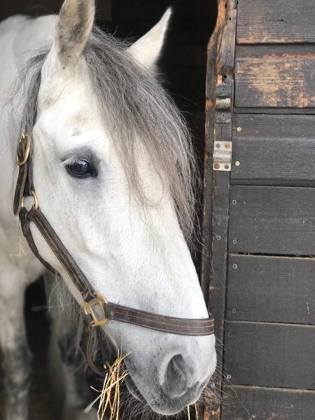 Dulwich Riding School