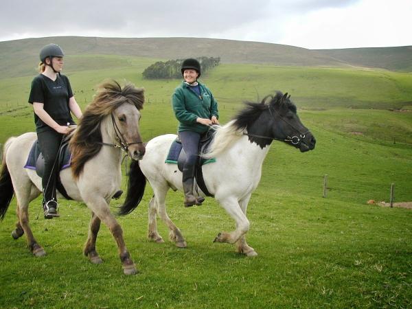 Pentland Hills Horse Livery (Trss Approved Centre)