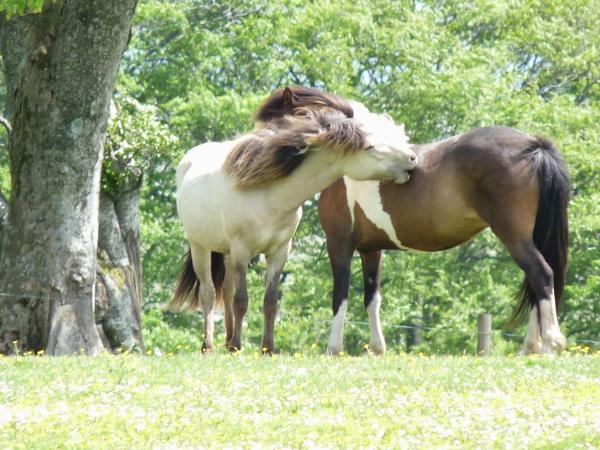 Pentland Hills Horse Livery (Trss Approved Centre)