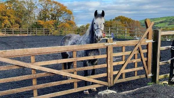 Manor Stables & CR Sport Horses