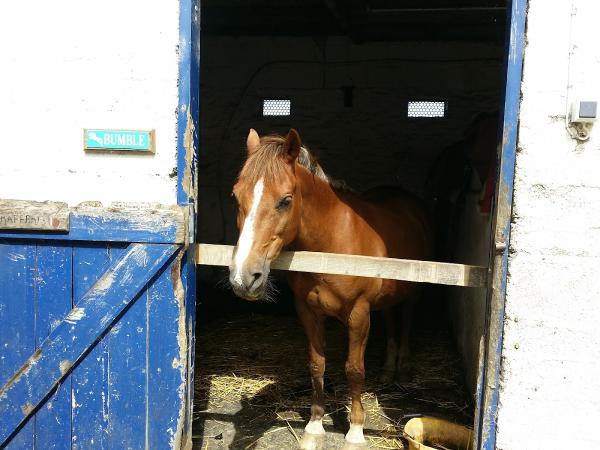 Pevlings Farm Riding & Livery Stables