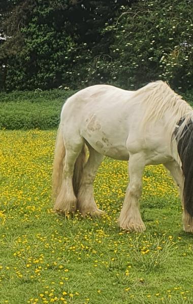 Howletts Hall Equestrian