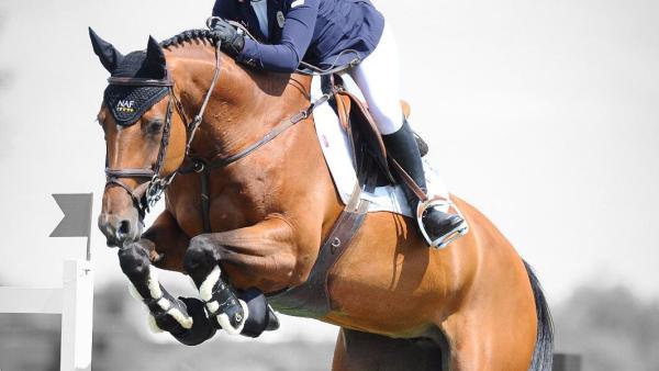 LA Sport Horses