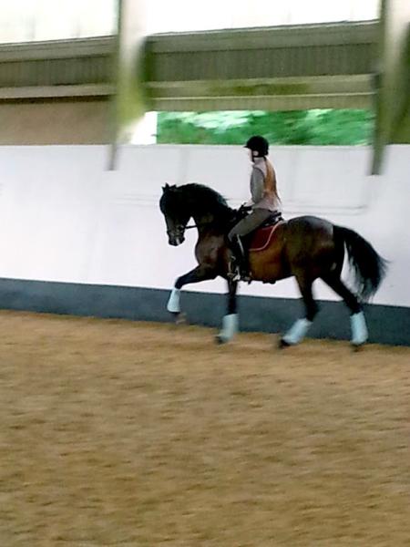 Quendon Dressage & Training Centre