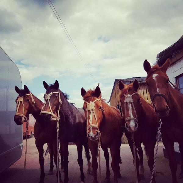 Will Hunt Breaking & Training