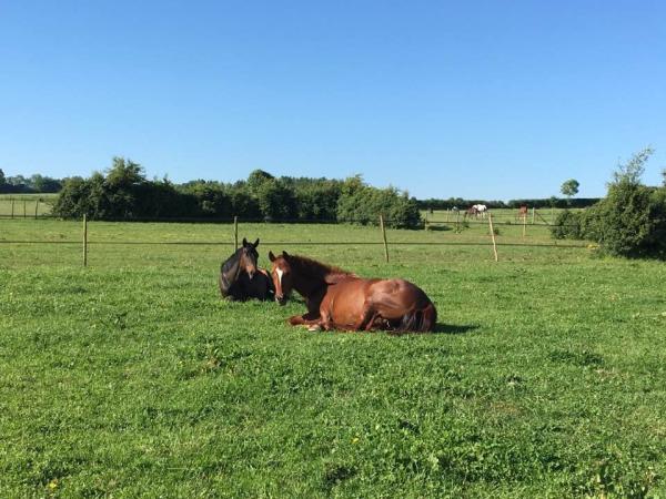 Westfield Equestrian Livery Stable Yard