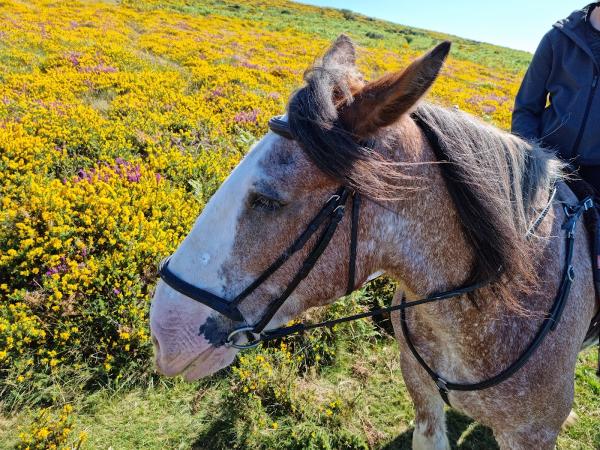 Adventure Clydesdale