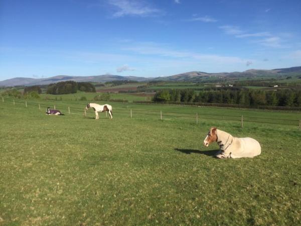 Cleish Equestrian Livery Stables