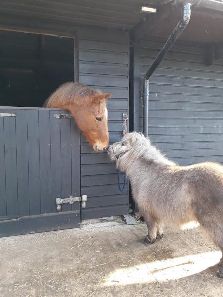 Horses For Causes/Soar Valley Western Stables