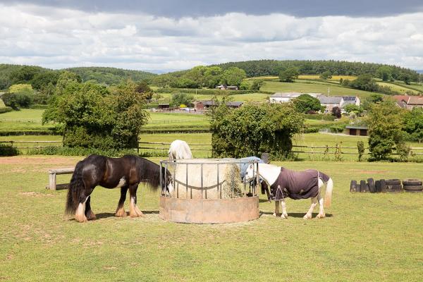 Gallop View Stables