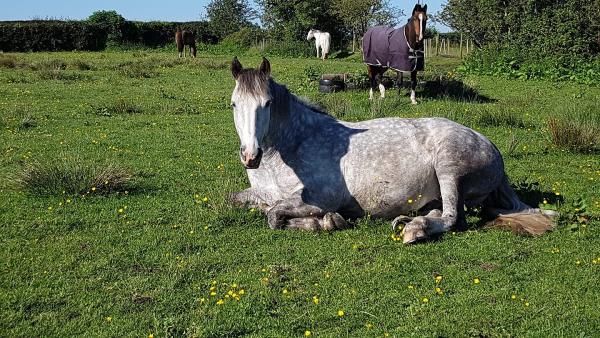 Chorley Equestrian Centre