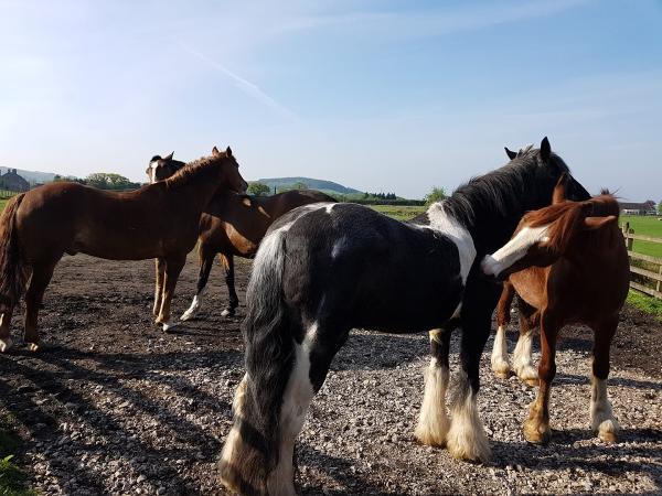 Chorley Equestrian Centre