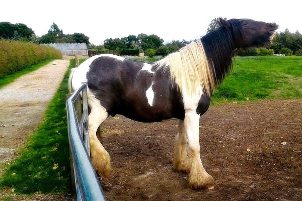 Follifoot Park Riding Centre